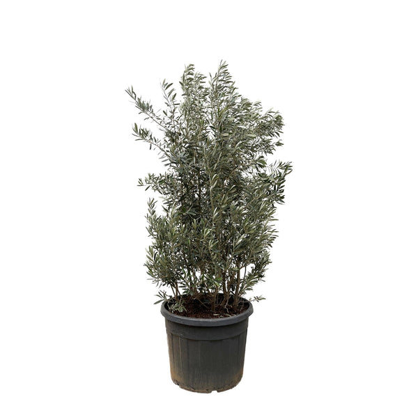 Olivenbaum – Olea europaea
