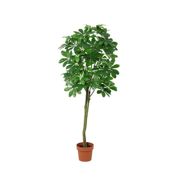 Kunstpflanze Glückskastanie (Pachira aquatica)