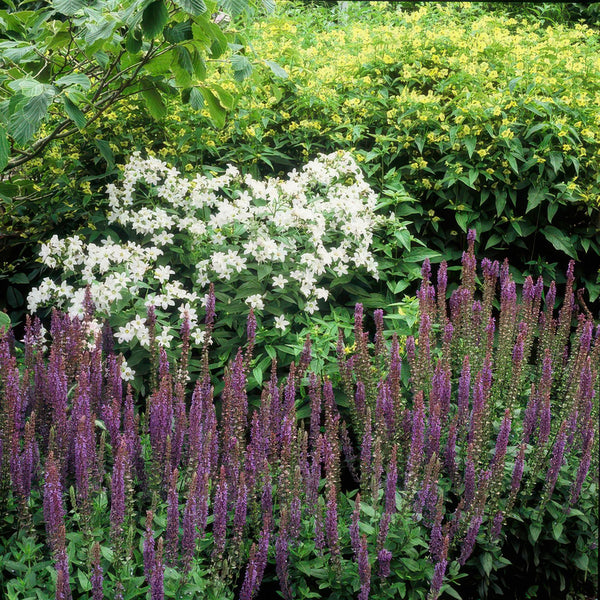 Steppensalbei ‚Ostfriesland' – Salvia nemorosa – Ansicht 6