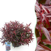 Traubenheide ‚Burning Love' – Leucothoe – Standard