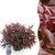 Traubenheide ‚Burning Love' – Leucothoe – Standard