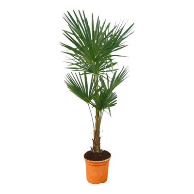 Chinesische Hanfpalme – Trachycarpus fortunei