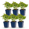 Chinesische Prachtspiere ‚Pumila' – Astilbe chinensis