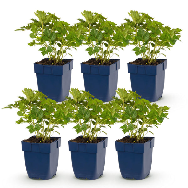 Chinesische Prachtspiere ‚Pumila' – Astilbe chinensis