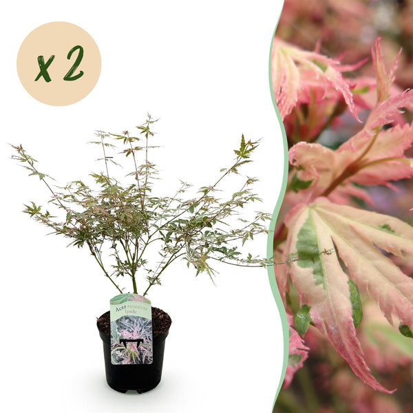 Japanischer Ahorn ‚Iyoshi' – Acer palmatum