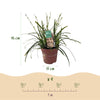 Japan-Segge ‚Intense Green' – Carex oshimensis – Ansicht 3