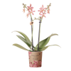 Schmetterlingsorchidee ‚Diamond Spider‘ – Phalaenopsis