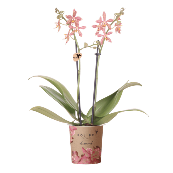 Schmetterlingsorchidee ‚Diamond Spider‘ – Phalaenopsis