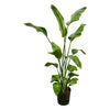 Baumstrelitzie – Strelitzia nicolai