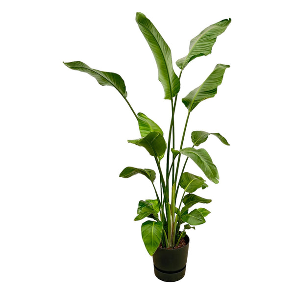 Baumstrelitzie – Strelitzia nicolai