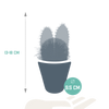 Kakteen-Set „Kakteenmischung“ – 3 Kakteen – Ansicht 8