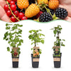 Beerenobst-Set „Tricolour" – Rote Johannisbeere, Schwarze Himbeere, Gelbe Himbeere