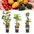 Beerenobst-Set „Tricolour" – Rote Johannisbeere, Schwarze Himbeere, Gelbe Himbeere