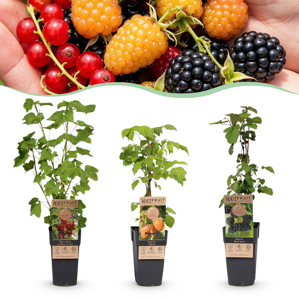 Beerenobst-Set „Tricolour" – Rote Johannisbeere, Schwarze Himbeere, Gelbe Himbeere