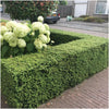 Japanische Stechpalme ‚Jenny' – Ilex crenata – Ansicht 5