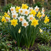 Narzissen-Mischung – Narcissus – Ansicht 2