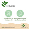Buchsbaum ‚BetterBuxus Skylight' – Buxus sempervirens – Ansicht 7