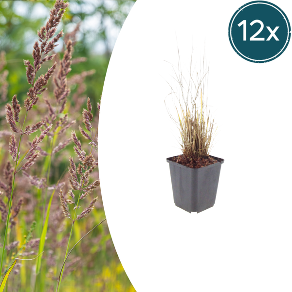 Diamant-Reitgras – Calamagrostis brachytricha