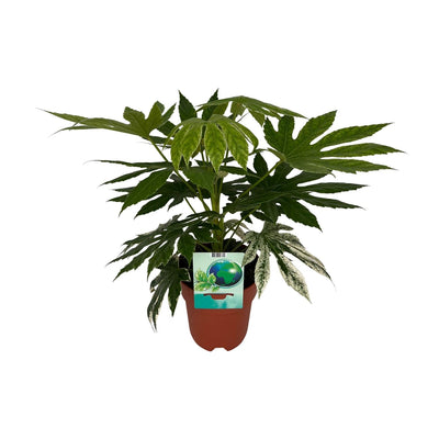 Zimmeraralie ‚Variegata' – Fatsia japonica