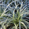 Japan-Segge ‚Everest' – Carex oshimensis – Ansicht 4