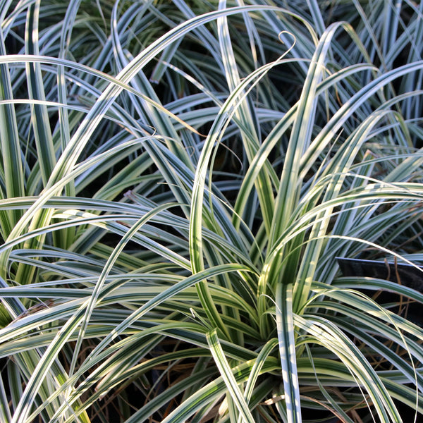 Japan-Segge ‚Everest' – Carex oshimensis – Ansicht 4