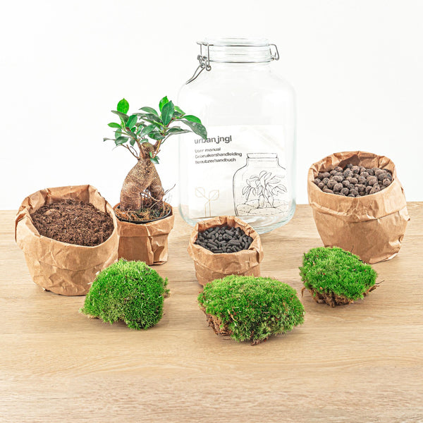 Flaschengarten-Set „Ficus Ginseng" – DIY-Terrarium mit Bonsai – Ansicht 5