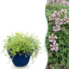 Kriech-Thymian ‚Minor' – Thymus praecox – 1 Stück