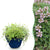 Kriech-Thymian ‚Minor' – Thymus praecox – 1 Stück