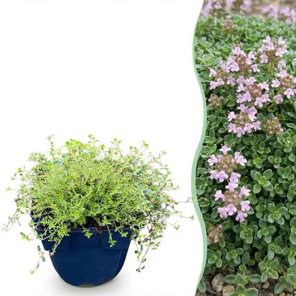 Kriech-Thymian ‚Minor' – Thymus praecox – 1 Stück