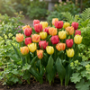 Tulpe ‚Symbiosa Mix' – Tulipa – Ansicht 2