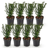 Eibe – Taxus baccata – Ansicht 2