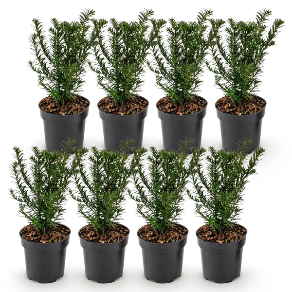 Eibe – Taxus baccata – Ansicht 2