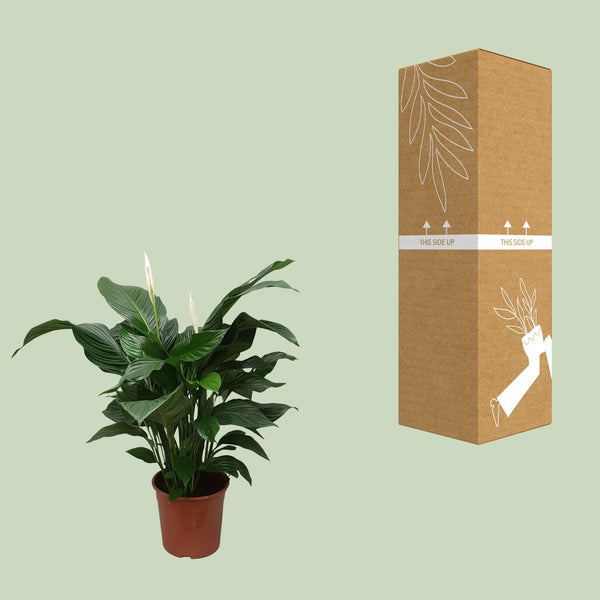 Einblatt ‚Sweet Silvana' – Spathiphyllum – Ansicht 3