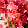 Orchidee ‚Congo' – Phalaenopsis – Ansicht 6