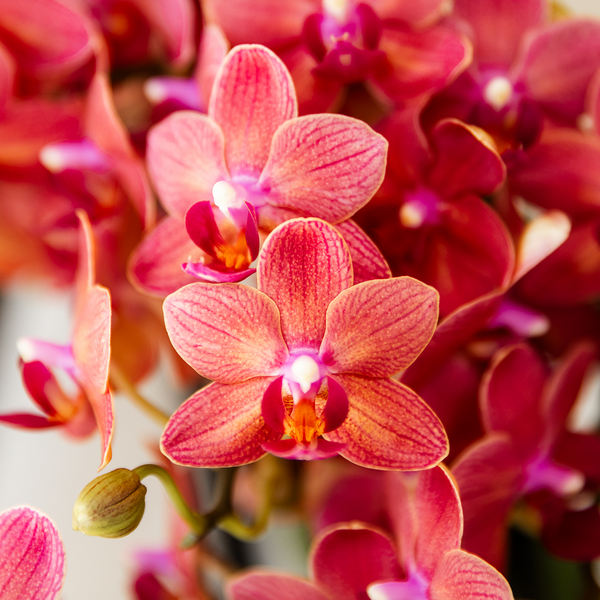 Orchidee ‚Congo' – Phalaenopsis – Ansicht 6