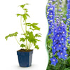 Rittersporn ‚Blue Bird' – Delphinium x cultorum