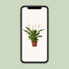 Einblatt ‚Bingo Cupido' – Spathiphyllum – Ansicht 4