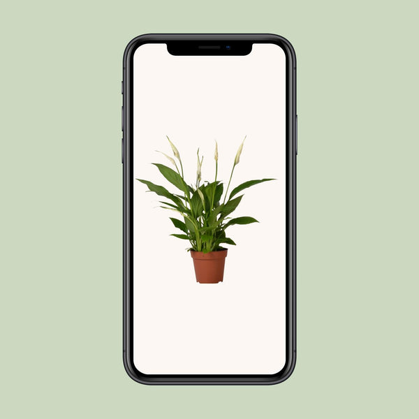 Einblatt ‚Bingo Cupido' – Spathiphyllum – Ansicht 4