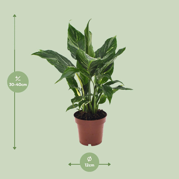 Einblatt ‚Diamond' – Spathiphyllum wallisii – Ansicht 7