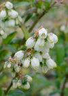 Heidelbeere ‚Reka' – Vaccinium corymbosum – Ansicht 3