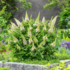 Schmetterlingsflieder ‚Butterfly Candy Little White' – Buddleja davidii – Ansicht 5