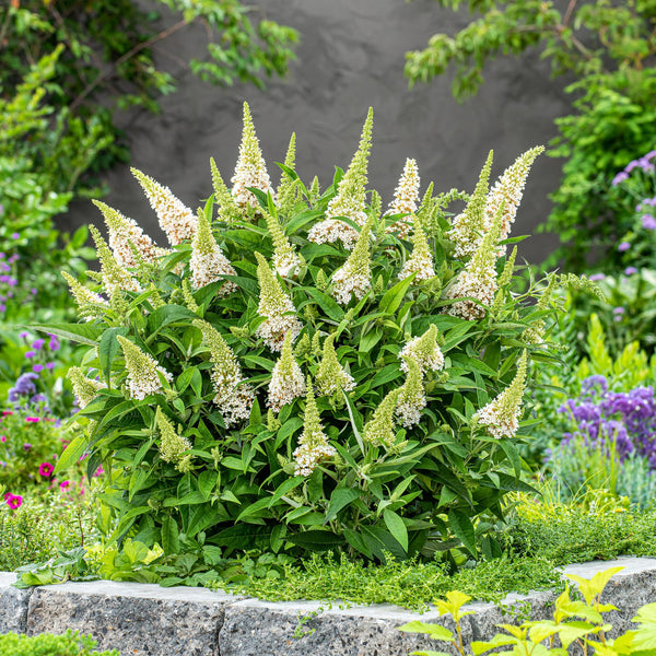 Schmetterlingsflieder ‚Butterfly Candy Little White' – Buddleja davidii – Ansicht 5