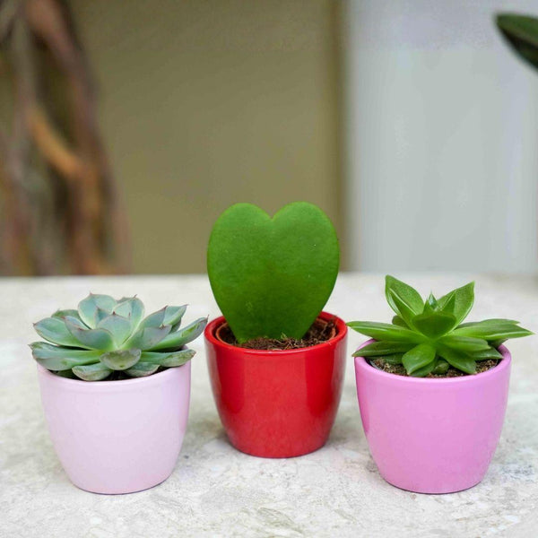 Pflanzen-Set „Love“ – 3 Sukkulenten mit Mini-Topf