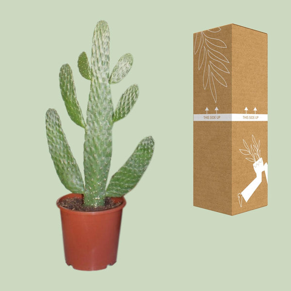 Opuntie – Consolea – Ansicht 3