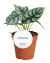 Alocasia baginda ‚Silver Dragon'