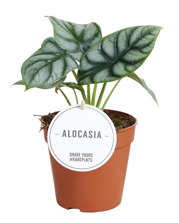 Alocasia baginda ‚Silver Dragon'