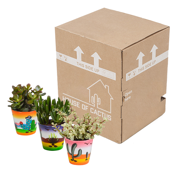 Sukkulenten-Set „Crassula-Mix“ – 3 Dickblatt-Pflanzen – Ansicht 9