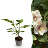 Sommer-Magnolie – Magnolia sieboldii – 1 Stück