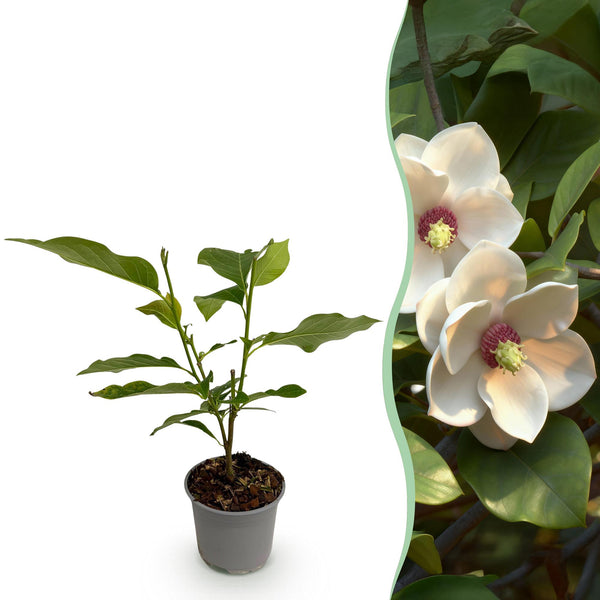Sommer-Magnolie – Magnolia sieboldii – 1 Stück