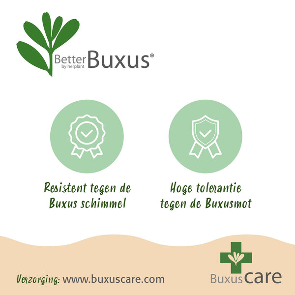 Buchsbaum ‚Babylon Beauty' – Buxus sempervirens – Ansicht 11